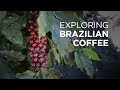Exploring Brazilian Coffee At Daterra Coffee Farm European Coffee Trip
