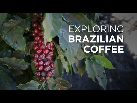ダテラコーヒー農園でブラジルコーヒーを味わう｜ヨーロッパコーヒーの旅 (Exploring Brazilian Coffee at Daterra Coffee Farm | European Coffee Trip)