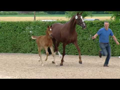 Hf v For Romance x Don Romantic 2016