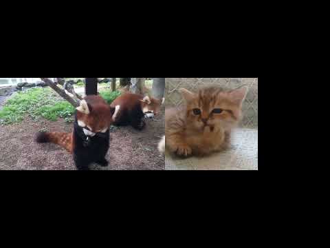 #942 Daily Dose of Funny Animals 😍 #funny #funnyanimals #beautiful 🌍.mp4