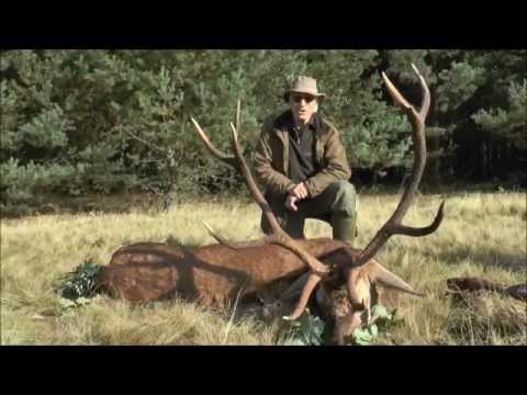 Faszinierende Brunft in Pommern und ein braver Hirsch erlegt!