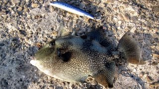 DAIWA Shore Line Shiner Z 120. Grey Triggerfish (Balistes capriscus). 09.08.2015.
