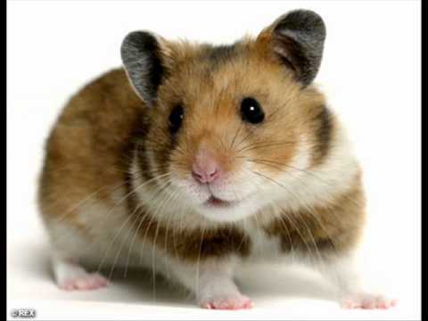 Il ballo del Criceto