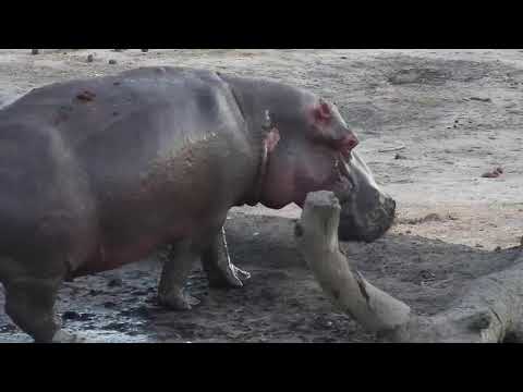 Djuma: Sights and sounds of the morning - 05:30 - 10/15/19