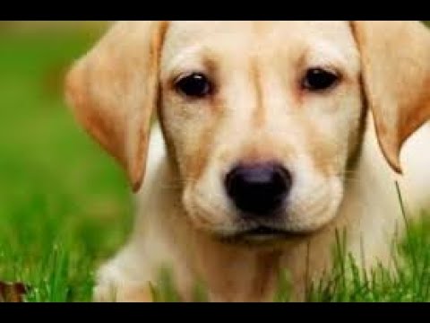 cute and smart dogs / perros lindos e inteligentes