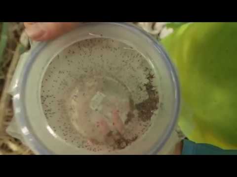 Union Mosquito Spraying