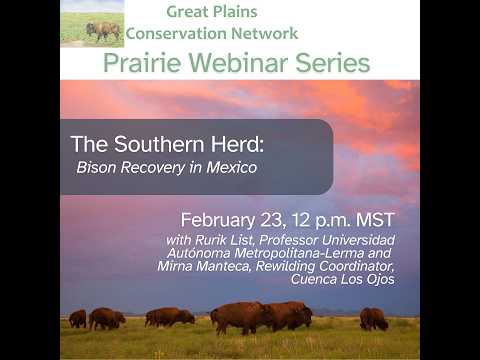 The Southern Herd: Bison Recovery in Mexico