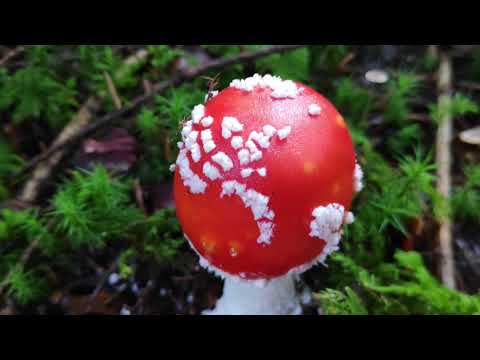 10 Giftpilze Anfang November