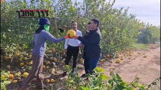 ט"ו בשבט -ראש השנה לאילנות: מרן הגאון רבי שלמה מחפוד שליט"א בפרדס אתרוגים בפדויים, שבט תשפ"ו.