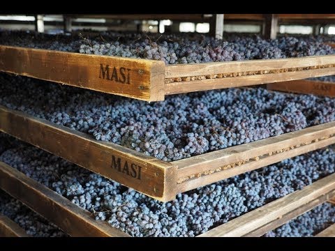 Visiting Masi, masters of appassimento