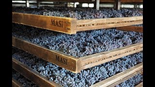 Download lagu Visiting Masi, masters of appassimento mp3 Download lagu Visiting Masi, masters of appassimento mp3