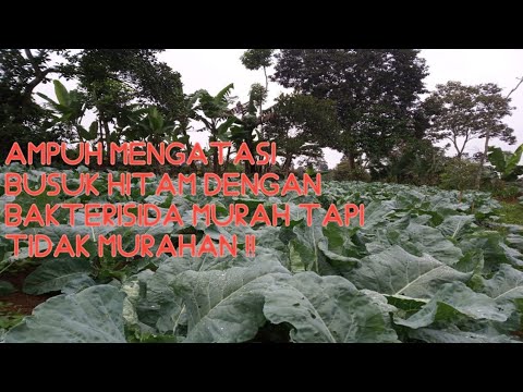 , title : 'Mengatasi bercak bakteri atau busuk hitam pada bunga kol - PETANI KAMPUNG'