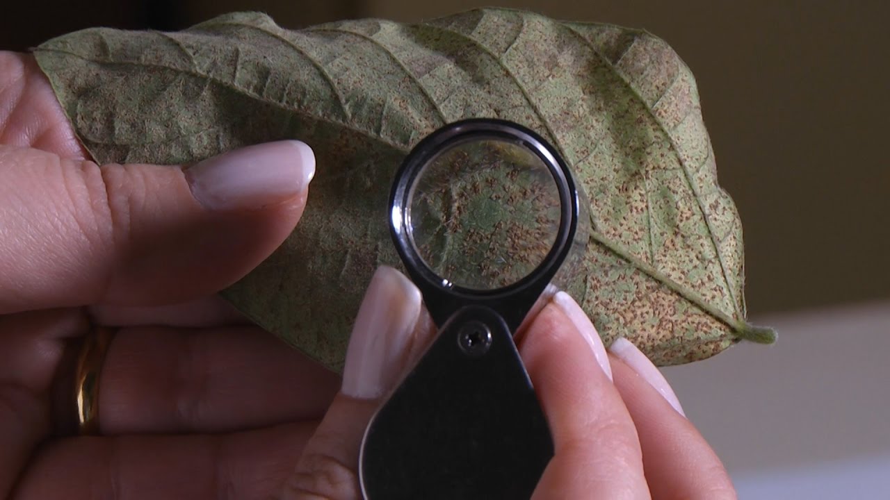 Identificação da Ferrugem Asiática da Soja | Programa Terra Sul