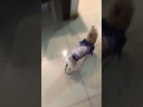 눈치 #dog #iffy #animals #shorts