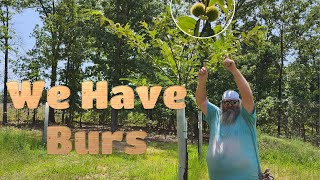 Chestnut Orchard Update We Have Burs