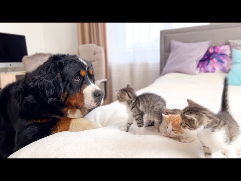 Big Dog Meets Tiny Kittens [Cuteness Overload]