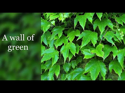 A wall of green - Boston Ivy (Parthenocissus tricuspidata)