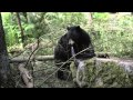 Black Bears At Northwest Trek Wildlife Park