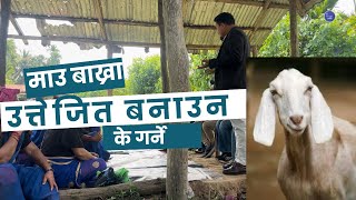 माउ बाख्रा उत्तेजित बनाउन के गर्ने #drbhat #cow #baffalo #buffalo #goats