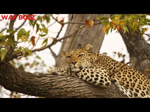 Unbelievable! Biggest Leopard Hunt Fail Ever!