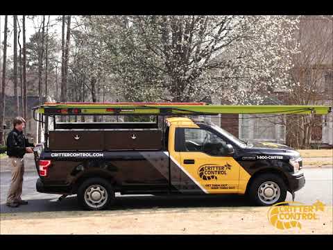 Critter Control - Rat Removal