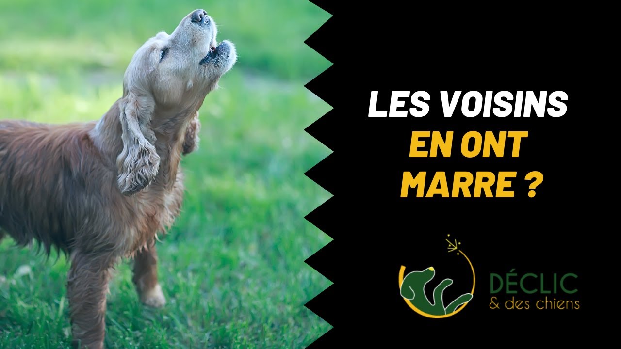 Mon chien abois quand il est seul à la maison !