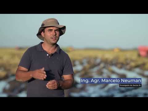 Arrozal 33 90 años Uruguay