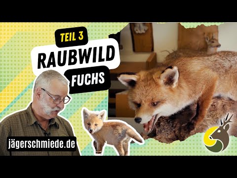 Raubwild (Teil 3): Fuchs ✅ Werde fit für deine Jagdprüfung!