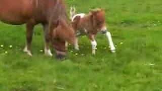 falabella filly 1 day old
