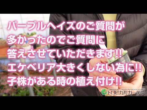 パープルチュート 植物