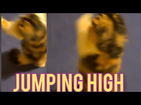 Persian cats - jumping high, super energetic 😻🥰
