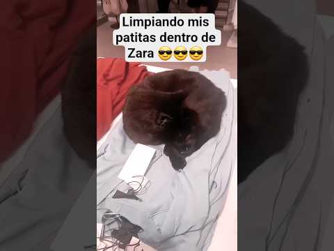 Gato 😺 Negrito en Zara ❤ #cats #gatos #kitten #cute #funny #animals #love #travel #gatonegro #zara