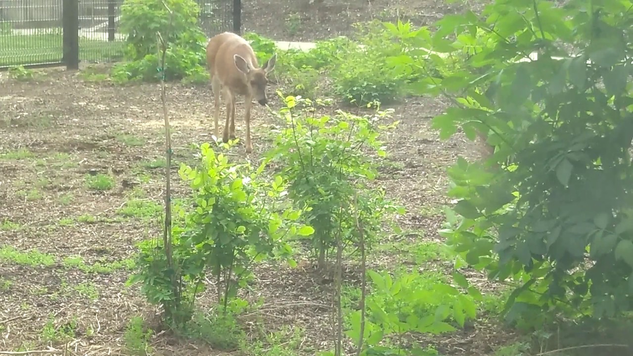 THE DEER CAME TO SAY GOODBYE ON THE LAST DAY OF SCHOOL
