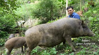 A wild sow had difficulty giving birth. Robert | Green forest life