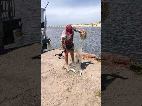 Tarrafeador Fabiano, na pegada de tainhas. CDA, Imbé, RS. #pescadetarrafa #pescadetainhas #fish