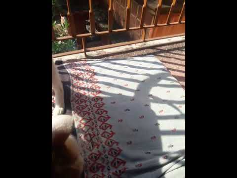 Bhutu in action..😁🐈