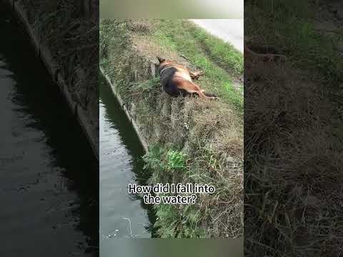 #funny #dogs #pet #dogscats#dogshorts #dog#doglover#doglife