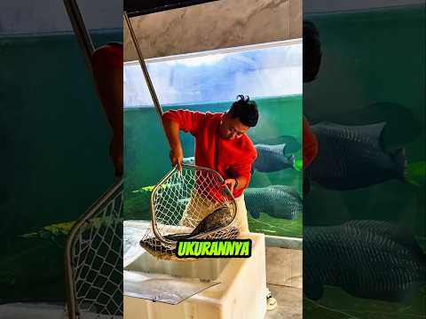 Arapaima Lindungi Lele dari Kejaran Ikan Channa#ikan #aquarium #shorts
