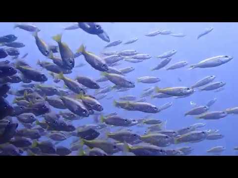 diving in the paradise