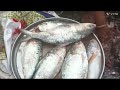 Bharuch Fish Market Monsoon Fish Fish Market Bharuch Hilsa Fish Market