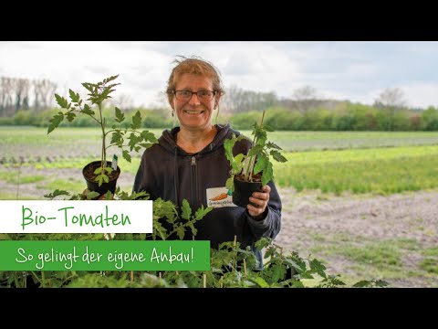, title : 'Bio-Tomaten - So gelingt der eigene Anbau | Tipps & Tricks von Heide'