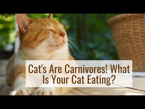 Cat's Are Carnivores! What Is Your Cat Eating?