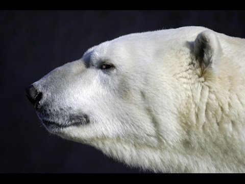 Ron & Fez | Opie & Jim - Whatley's “Jiz Show” Conspiracy