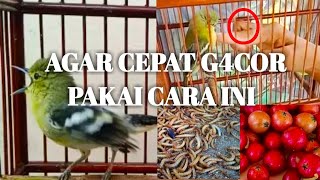 Download lagu Cara Merawat Burung Cipoh Agar Cepat Bunyi Dan Gacor #kicaumania mp3 Download lagu Cara Merawat Burung Cipoh Agar Cepat Bunyi Dan Gacor #kicaumania mp3