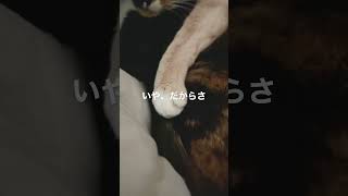 なんだぁ〜？ #cat #猫動画 #猫のいる暮らし