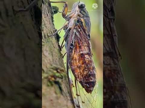 Cicada Crying