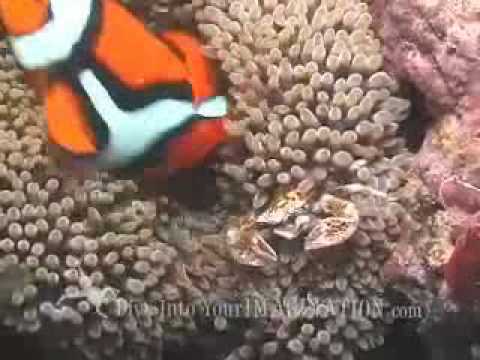 Kids Ocean Movie Sample Chapter - Ocean Life A-Z - Ocean Products for Kids