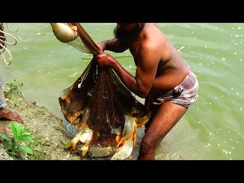 Here is The Big Catch You Won't Believe That How Many Fishes Catch by The Cast Net