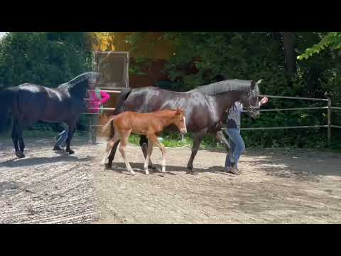 Hengstfohlen v. Benicio-Don Noblesse