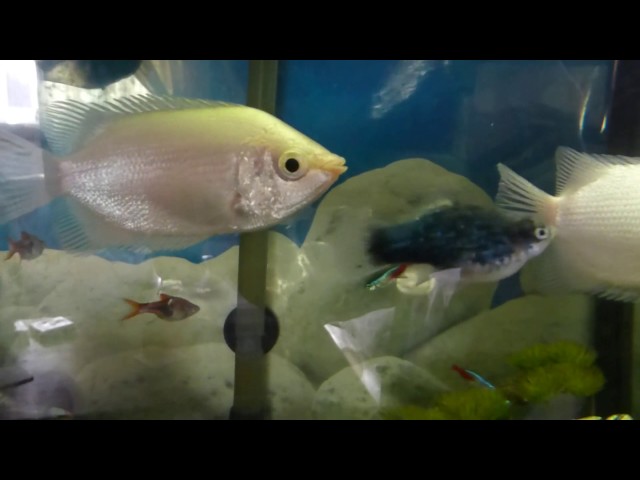 Aquarium  - Tropical Fish - Kissing fish  - Skrautfiskar - Fiskabúr - Gæludýr